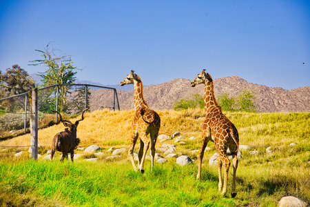 Giraffes at the safari park in Kenya, Africa