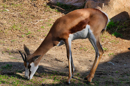 Gazelle (Aepyceros melampus)の写真素材