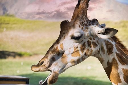 Giraffe head closeup. Giraffe is the tallest living terrestrial animal.の写真素材