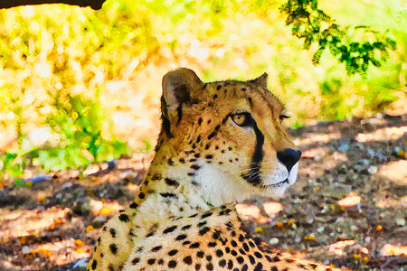 Cheetah in the Okavango Delta - Moremi National Park in Botswanaの写真素材
