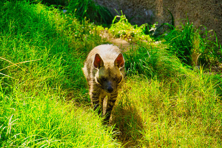 Hyena in the grass. Wildlife scene from nature.の写真素材