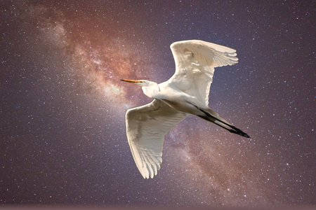 Great egret flying in the night starry sky.の写真素材