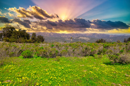 Sunset over the mountains with wildflowers and dandelionsの写真素材