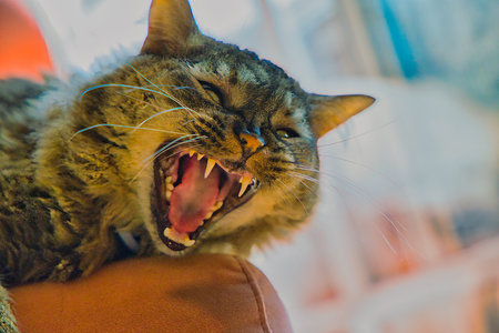 Cat yawning, close-up of a cat's head.の写真素材