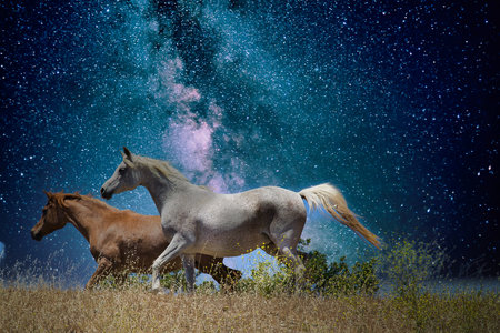 Horses in the night starry sky with milky way.の写真素材
