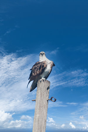 Osprey sitting on a wooden pole with blue sky in background