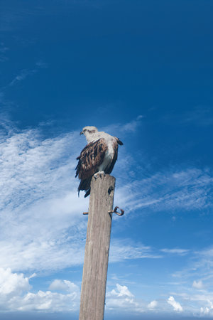 Eagle sitting on a wooden post against a blue sky.