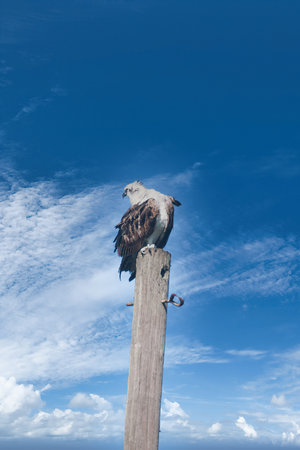 An eagle perched on a wooden post against a blue cloudy sky.の写真素材