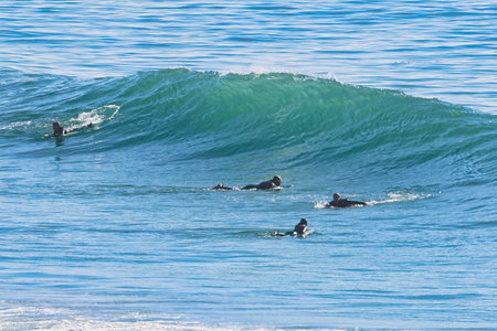 Group of surfers swimming in the ocean. Surfing is a popular sport.の写真素材