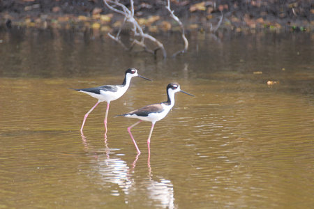 Black-necked stilt (Himantopus himantopus)の写真素材