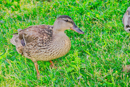 Female mallard duck on the green grass in the park, Thailand.の写真素材