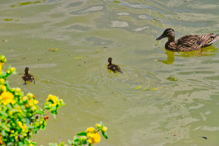 Duck and duckling swimming in the lake with yellow flowers.の写真素材