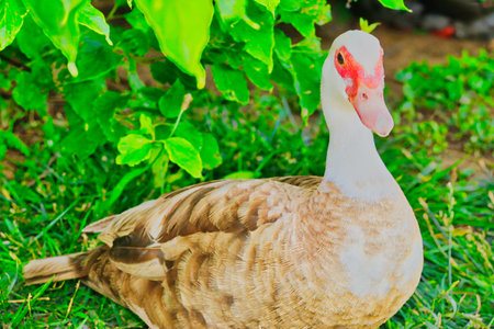 Muscovy duck on green grass in the park, Thailand.の写真素材