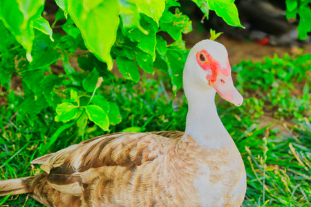 Duck on green grass, Thailand. (Cairina moschata)の写真素材