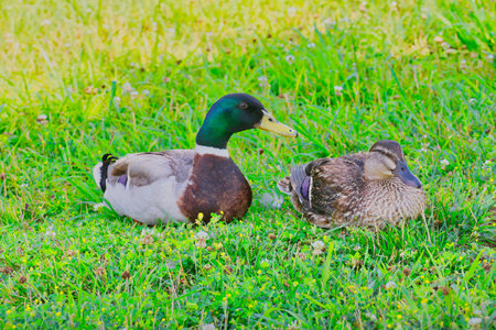 Mallard duck and duckling on green grass in the parkの写真素材