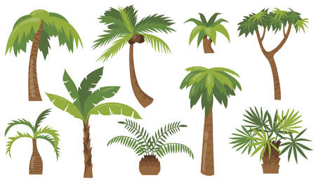 Various cartoon palm trees flat icon set. Jungle banana, coconut or pineapple trees with green leaves vector illustration collection. Beach plants and tropical vacation conceptのイラスト素材