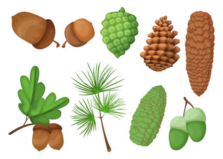 Cones and acorns set. Green and brown pinecones, pine tree branch, oak leaves isolated on white. Vector illustrations for nature, summer, forest, woods, seeds conceptのイラスト素材