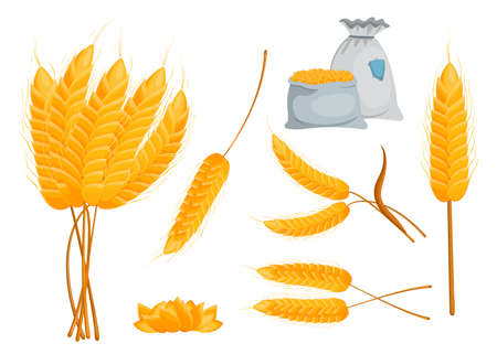 Set of yellow ripe spikes and grains. Flat vector illustration. Bunch of wheat, barley or corn isolated on white background. Plant, crop or vegan concept for advertising, appsのイラスト素材