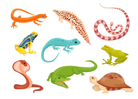 Reptile and amphibian species vector illustrations set. Crawling rainforest animals, turtle, crocodile, lizard, triton, snake, frog isolated on white background. Animals, exotic pets, wildlife conceptのイラスト素材