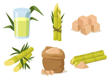 Cartoon sugarcane with stem and leaves. Vector illustration. Cane sugar in different forms like cubes, rum, liquor, granulated sugar. Agriculture, plant, nature, food concept for banner designのイラスト素材