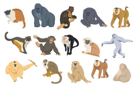 Cartoon monkey set vector illustration. Exotic colorful primates, apes, chimpanzees, orangutans, gorillas sitting, standing, walking in white background. Animal, wild nature, zoo concept for designのイラスト素材