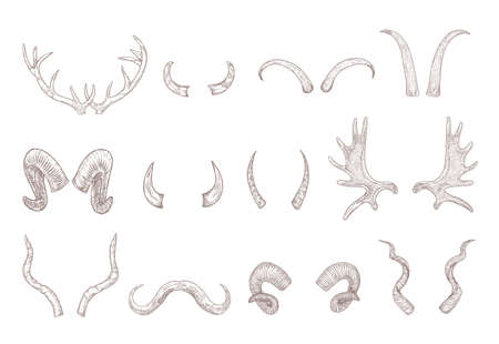 Horns of different animals engraved illustrations set. Hand drawn vintage sketch of deer, cow, bull, goat, buffalo horns isolated on white background. Tattoo, cattle, domestic and wild animals conceptのイラスト素材