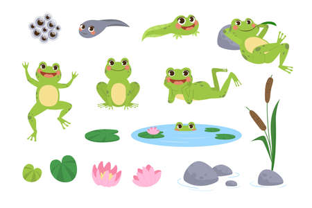 Happy cartoon frogs vector illustrations set. Drawings of cute green amphibian resting, jumping, tadpole, toad eggs, lotus flower and leaves isolated on white background. Nature, animals conceptのイラスト素材