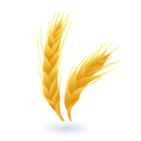 3d cartoon style ears of wheat icon on white background. Realistic whole grains flat vector illustration. Agriculture, farming, organic food, harvest, nature, bakery conceptのイラスト素材