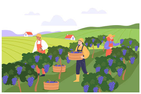 Farmers picking wine grapes flat vector illustration. Men and woman working on winery field, reaping harvest. Winery villa and valley in background. Vineyard, plantation conceptのイラスト素材