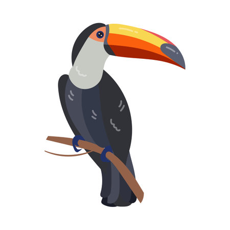 Toucan and tropical bright bird. Vector illustration of colorful animal from exotic island paradise. Cartoon toucan isolated on white. Wild and zoo nature, fauna, ornithology conceptのイラスト素材