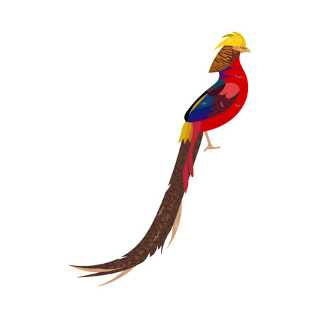 Golden pheasant and tropical bright bird. Vector illustration of colorful animal from exotic island paradise. Cartoon pheasant isolated on white. Wild and zoo nature, fauna, ornithology conceptのイラスト素材