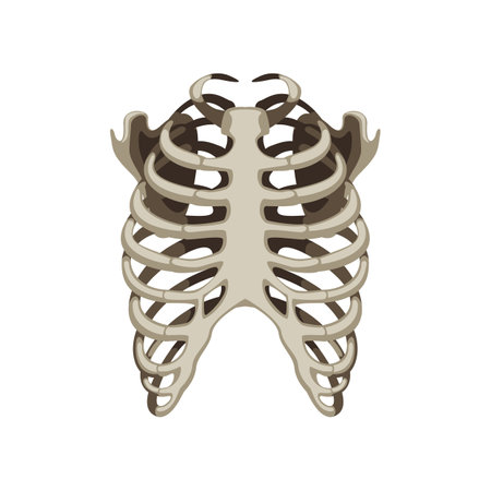 Realistic human skeleton rib cage cartoon illustration. Front view of human skeletal system. Rib cage on white background. Anatomy, science, biology conceptのイラスト素材