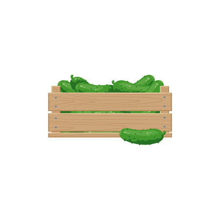 Cucumbers in wooden box vector illustration. Cartoon drawing of cucumbers from farm or garden for export isolated on white background. Organic food, farming, gardening conceptのイラスト素材