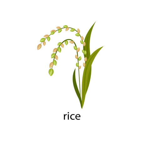 Rice cereal crop cartoon illustration. Rice with green leaves isolated on white background. Plant, flowers conceptのイラスト素材