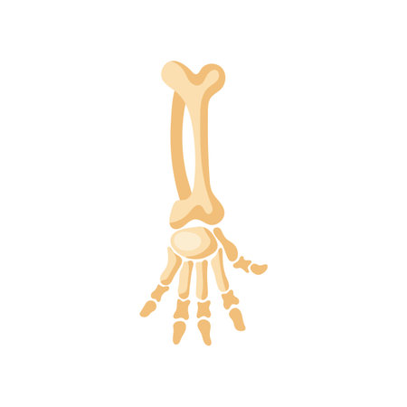Skeleton hand vector illustration. Cartoon drawing of funny spooky Halloween decoration isolated on white background. Halloween, fantasy conceptのイラスト素材