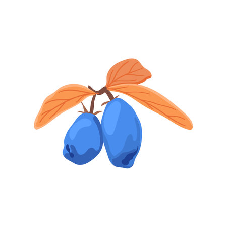 Honeysuckle branch with blue berries flat vector illustration. Cartoon drawing of seasonal autumn bush with orange leaves and berries on white background. Autumn or fall, season, flora conceptのイラスト素材