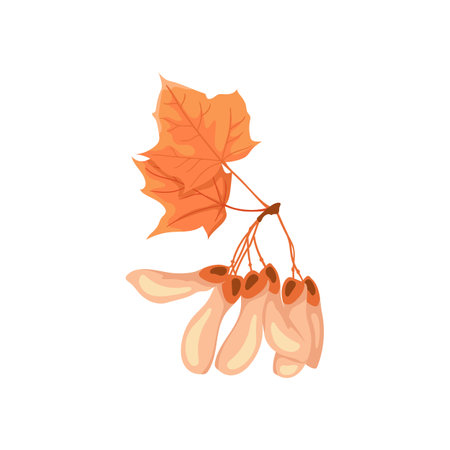 Maple tree branch with seeds flat vector illustration. Cartoon drawing of seasonal autumn tree with orange leaves on white background. Autumn or fall, season, flora conceptのイラスト素材
