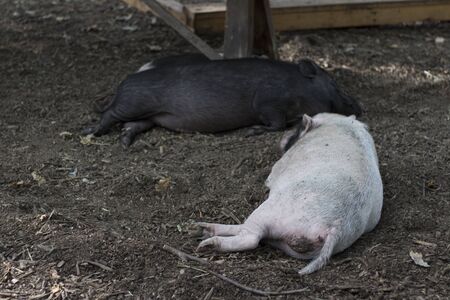 sleeping two pigs.の写真素材