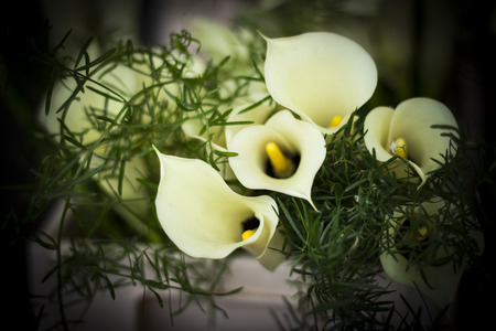 Flower Calla. Photographed in natural sunlightの写真素材