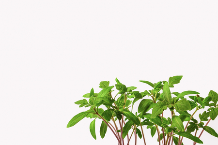 Young sprouts of tomato on white background. Seedlings for transplants.の写真素材