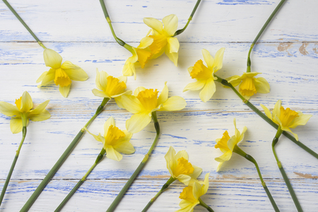 Yellow daffodils on a white shabby wooden background. Flat lay, top view.の写真素材