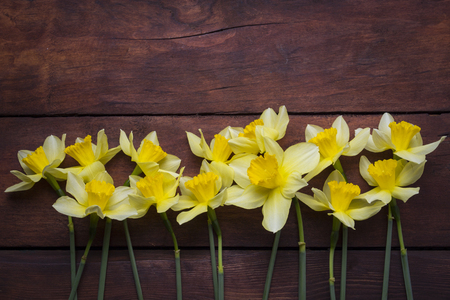 Spring flower Narcissus on a dark wooden background. Flat lay, top view.の写真素材