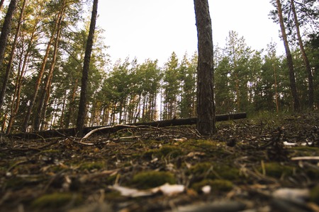 Pine forest. Can be used as wallpaper or background.
