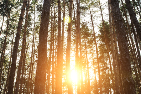 The sun's rays shine through the pines in the forest at dawn. Can be used as wallpaper or background.の写真素材