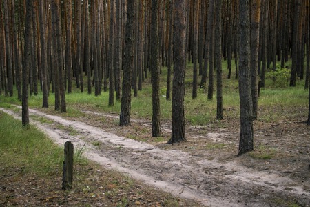 Forest road in a pine forest at sunset. Can be used as wallpaper or background.