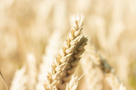 Ears of wheat or barley on the field. Good harvest concept, cereals, natural product. Narrow focus.の写真素材