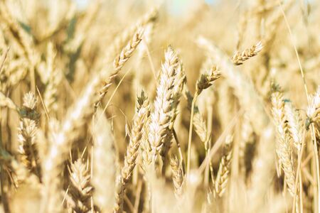 Ears of wheat or barley on the field. Good harvest concept, cereals, natural product. Narrow focus.の写真素材