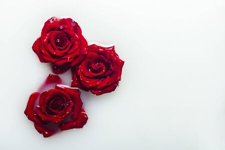 Beautiful red roses in a milk bath. Concept of spa treatments, relaxation, spa treatments, therapy.の写真素材