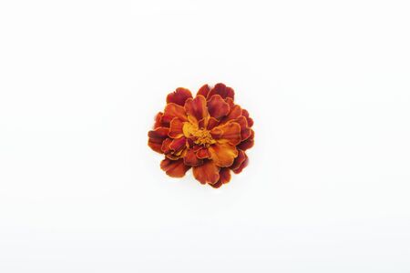 Beautiful red flower in a milk bath. The concept of spa treatments, relaxation, spa treatments, therapy.の写真素材