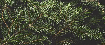 Christmas tree branches. The concept of the new year, christmas, nature. Banner. Flat lay, top view.